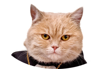 Контактный кот_1